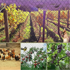 Garden bird netting pictured across orchards and outdoor enclosures