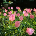 Solar Flower Lights shown in product gallery view 17