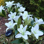 Solar Flower Lights shown in product gallery view 25