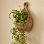 Natural woven hanging basket used as a wall planter with trailing greenery